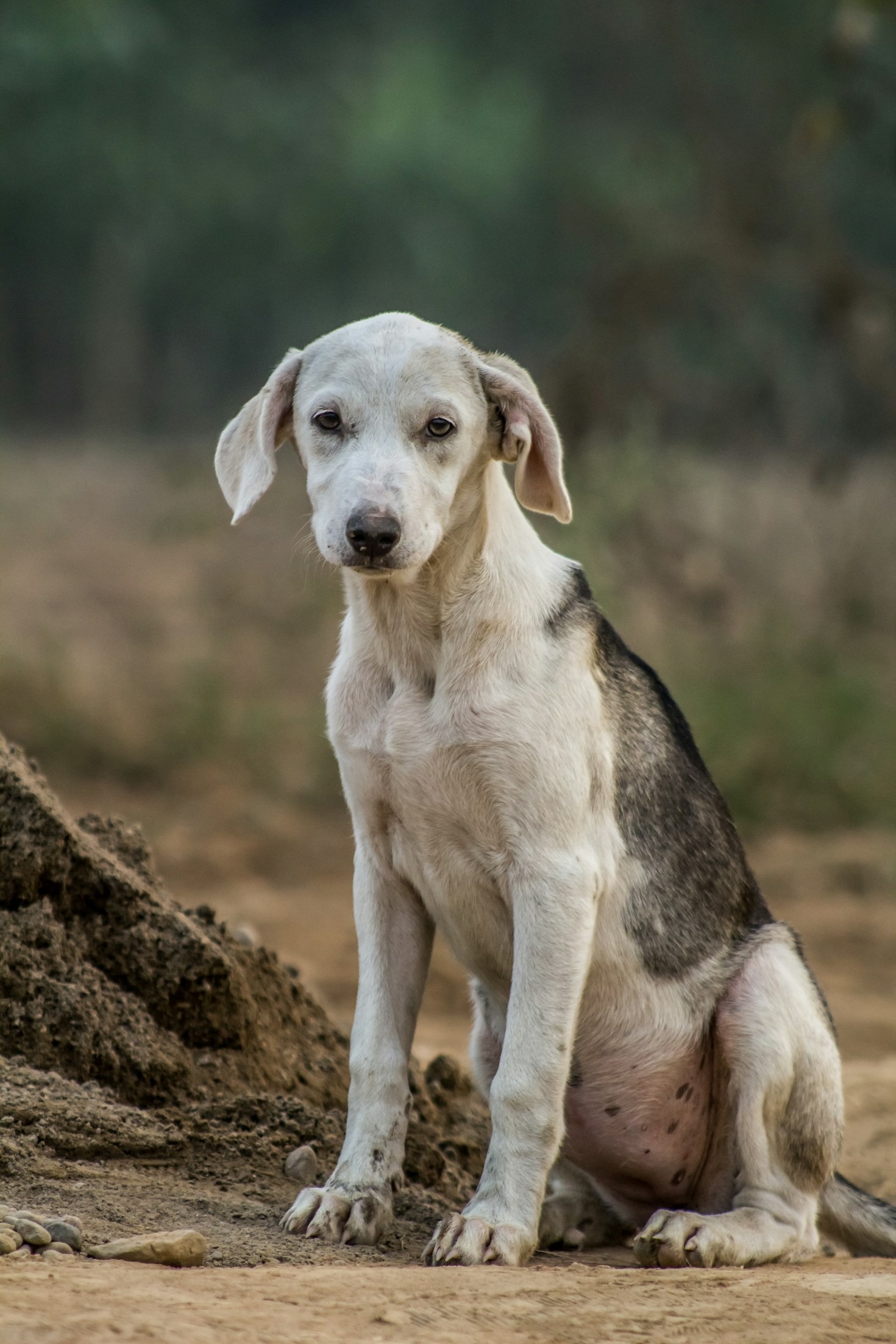 Tipps für den Start mit Ihrem Hund
